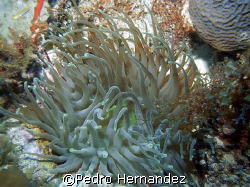 Gaint Sea Anemone,Palmas del mar Humacao, Puerto Rico,Cam... by Pedro Hernandez 